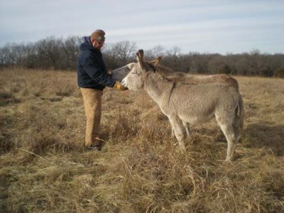 Donkeys are Great Companions Image